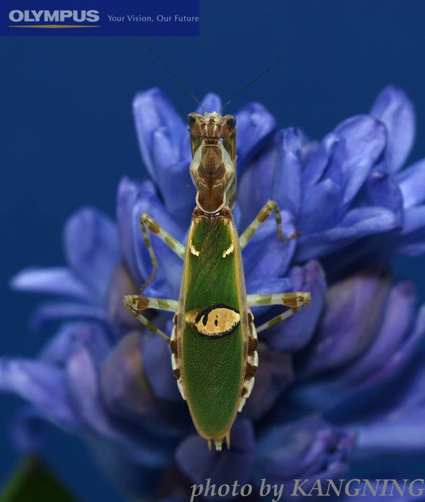 绿巨广斧勇斧巴布幽灵格里芬澳宽眼螳螂宠物昆虫特色爬宠