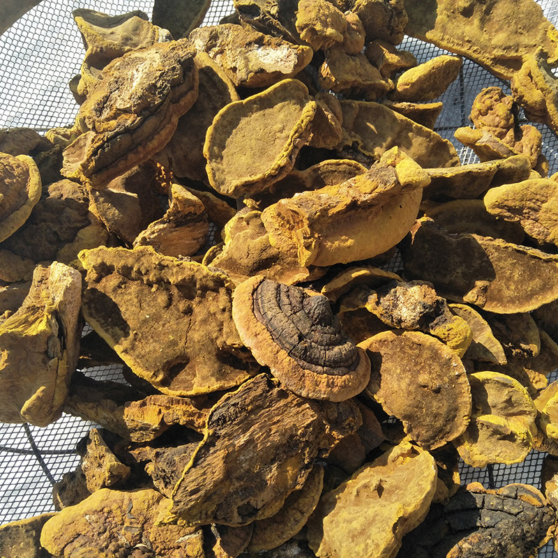 长白山野生杨树桑黄野生桑黄桑黄野生杨树桑黄桑黄500克桑臣