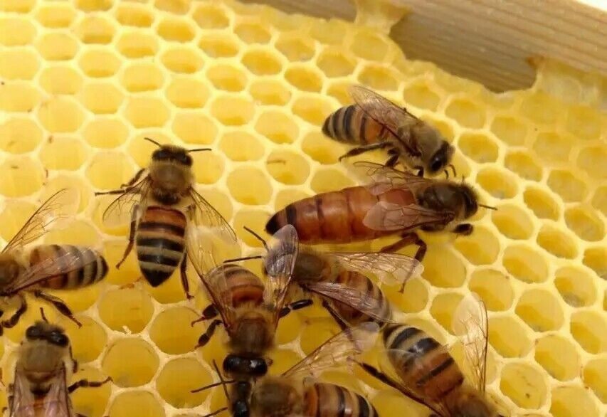 意蜂蜂王今年新开产交尾好高产优质种产卵王蜜型意蜂浆王促销中