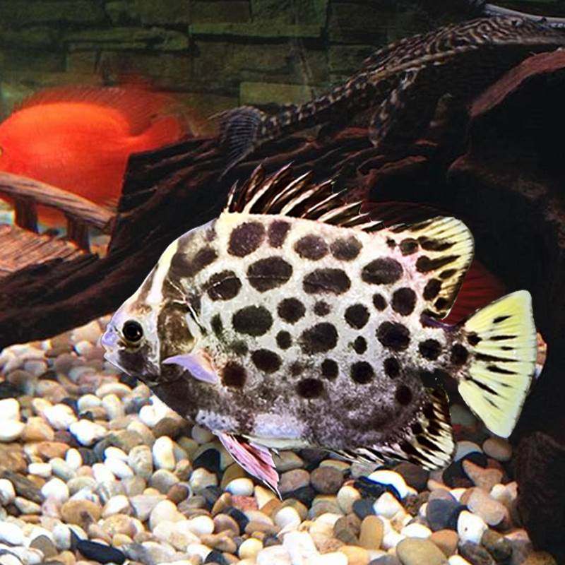非洲金鼓鱼银鼓鱼活体豹点点金钱多纹蝶马达鱼