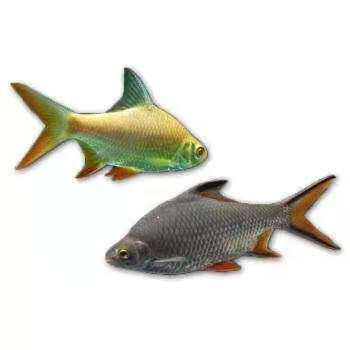 飞凤活体直纹金凤银凤龙鱼配鱼热带观赏鱼垃圾鱼