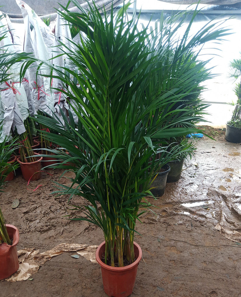 散尾盆栽大型绿植凤尾袖珍椰子观叶办公室净化空气大型绿植