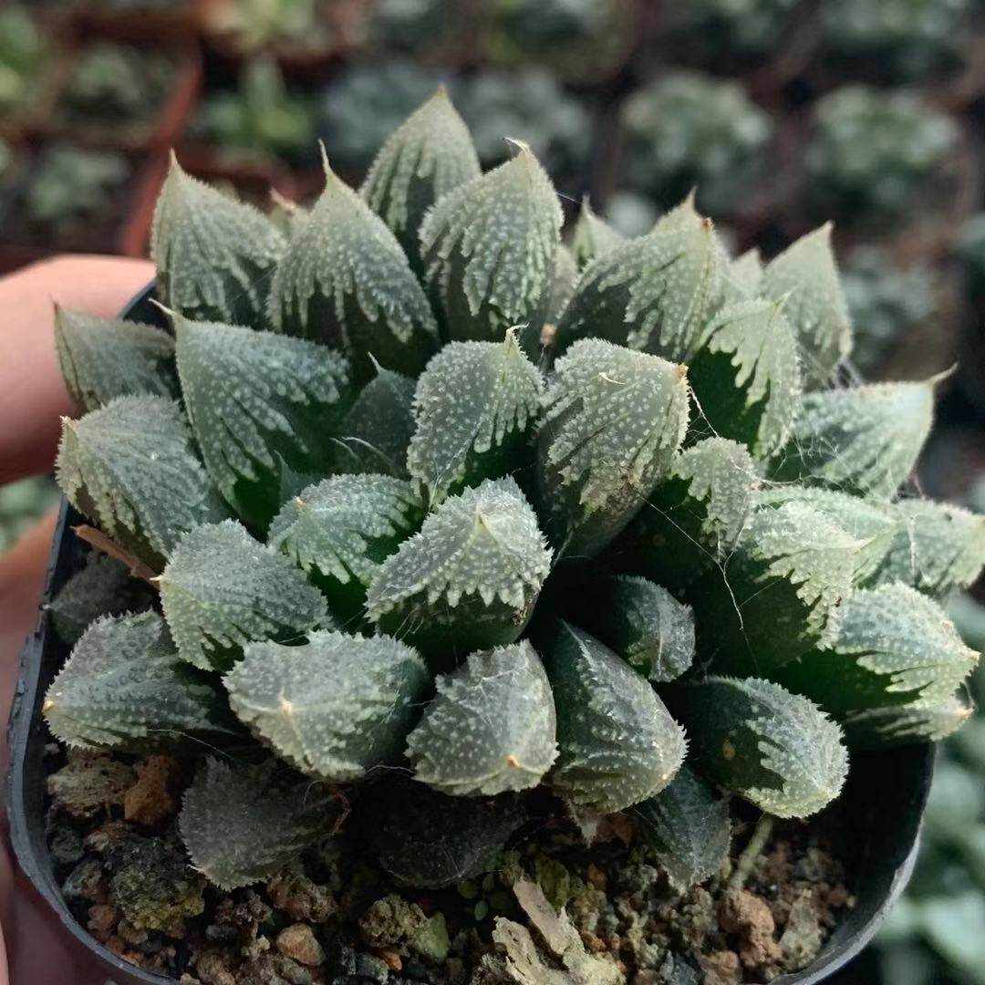 白帝城寿多肉植物厘米室内办公桌萌肉多肉植物