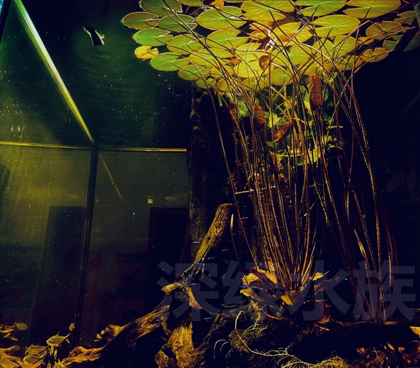 活体水草易养耐水族箱鱼缸装饰造景淡水植物红荷根水草