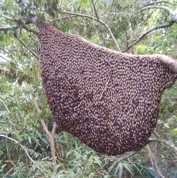 蜂蜜云南野生大排树挂原始森林纯天然大黑缅甸百花蜂蜜