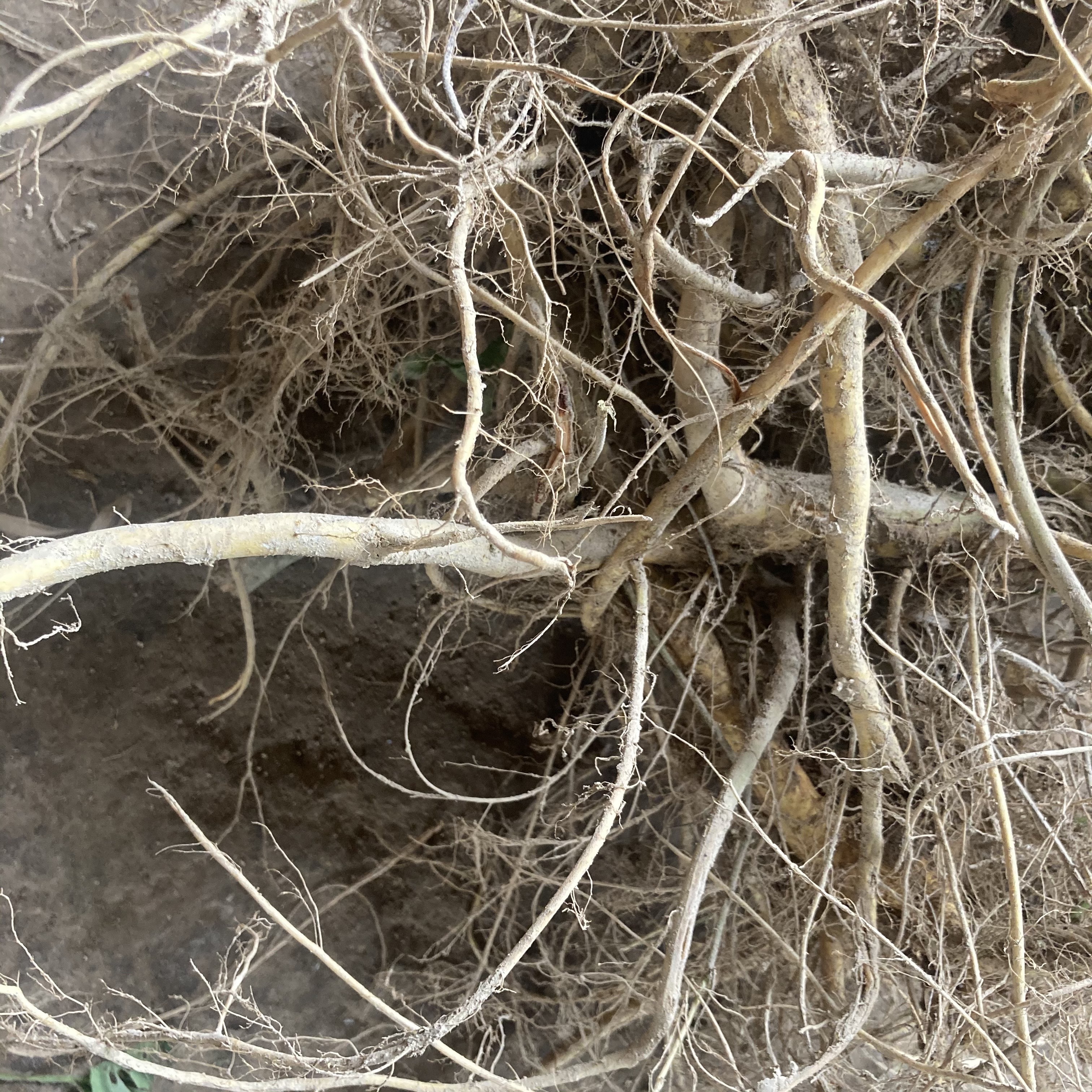 天仙仙果树根新鲜水风牛乳茶山无花果龙须果香其他药食同源食品