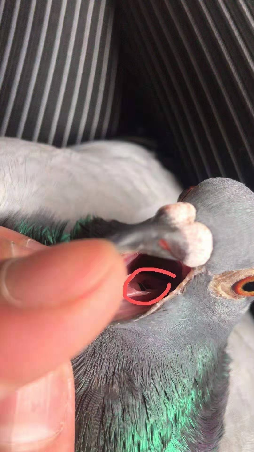 念珠爆灯喷口30毫升清理真菌白点幼鸽赛鸽口腔医疗用品