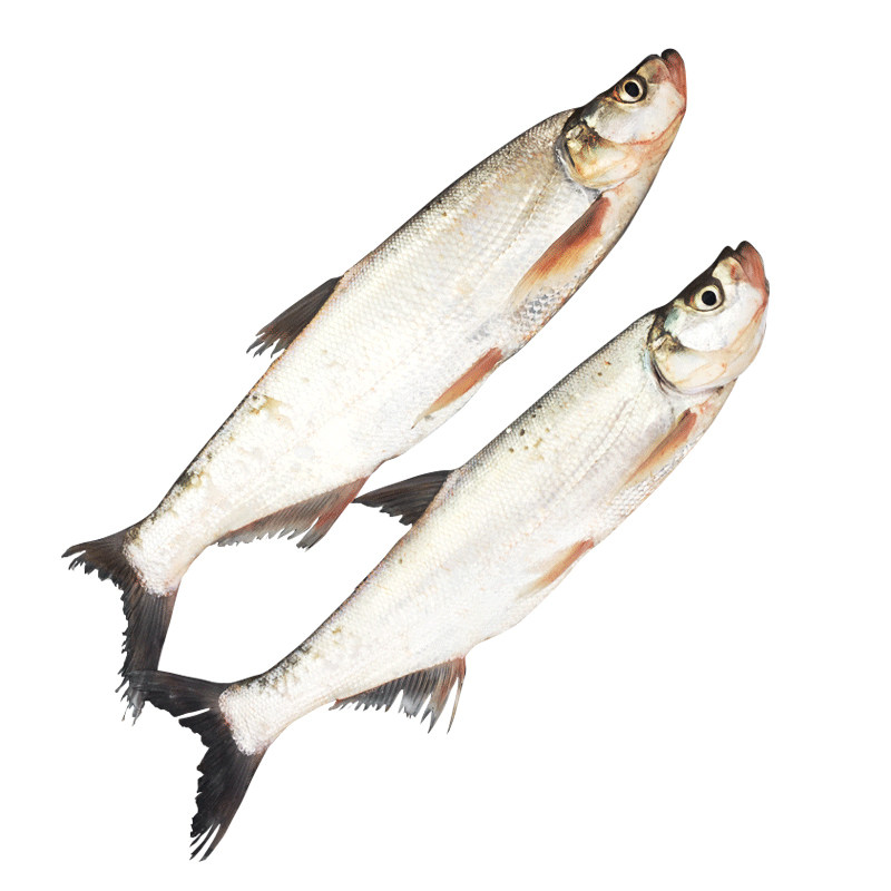 翘嘴淡水鱼撅嘴大白鱼白现杀自然水产鲜活新鲜活淡水鱼类