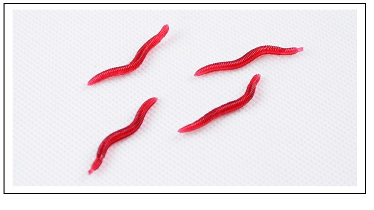 红虫有毒吗_金桔树有红虫_九河红虫和北水红虫哪个好