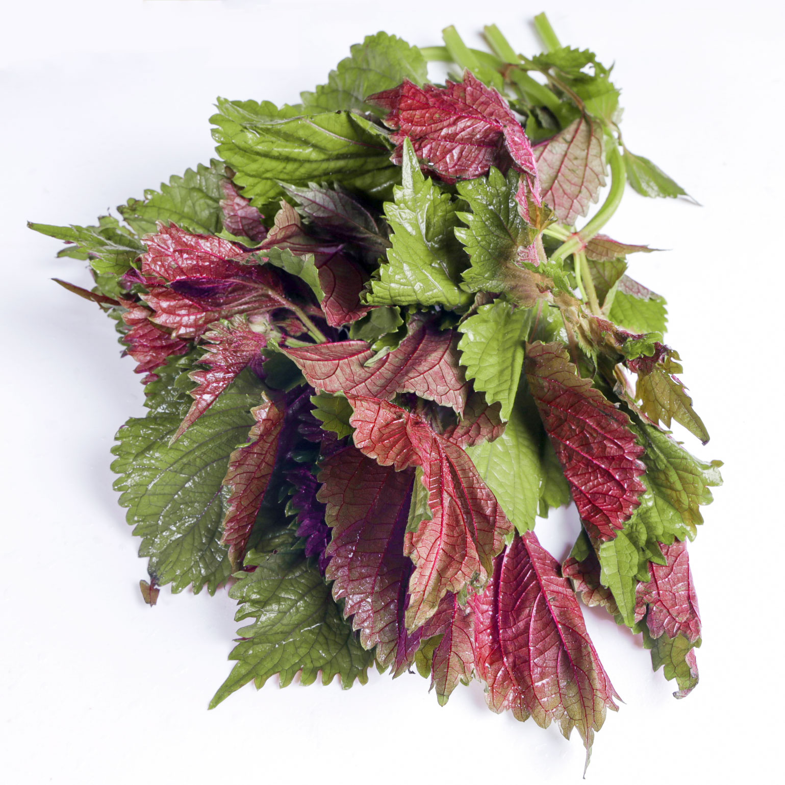 新鲜紫苏叶500g农家自种食用饭店龙虾鱼虾调料其它