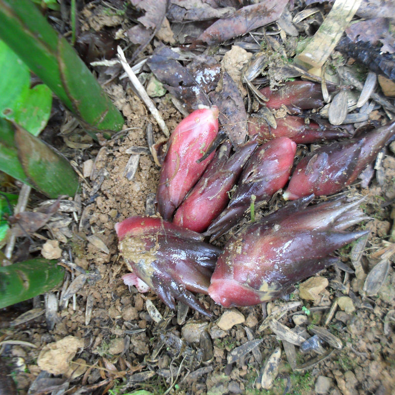 阳荷洋荷种苗种根野生阳藿洋火新鲜种子500g家庭园艺种子