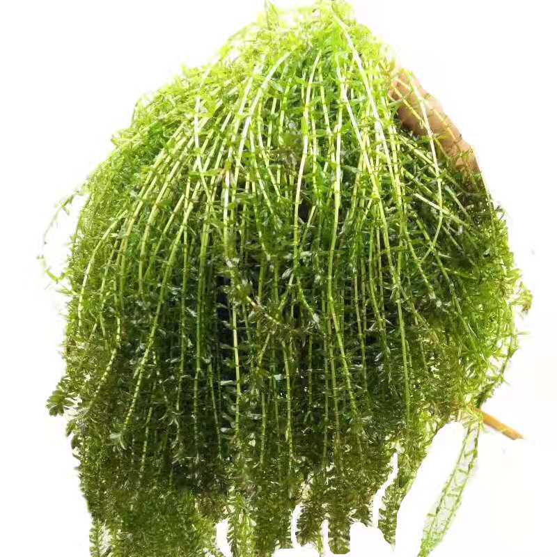 伊乐藻养虾吃不败活体湖北小龙虾养殖专用水草水草