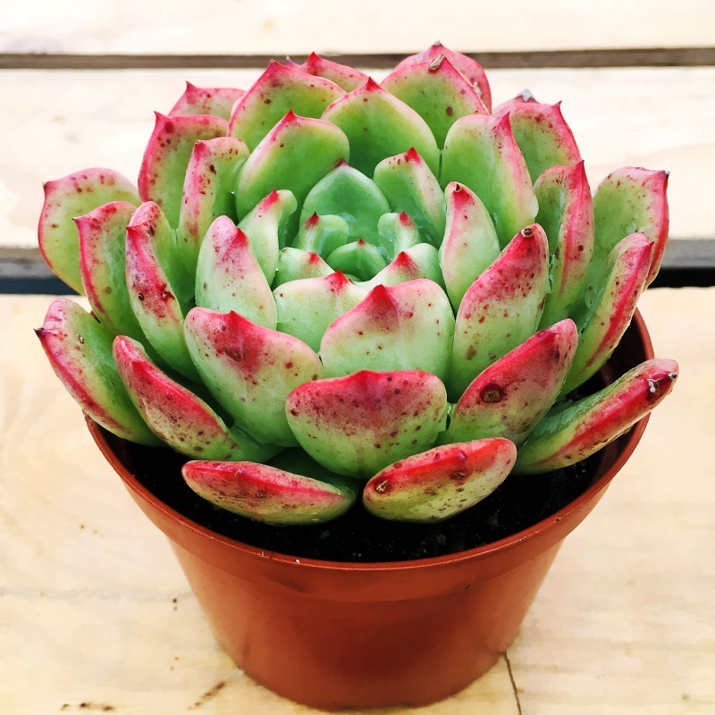 三文鱼多肉植物云南露养精品单头血庭院阳台花卉多肉植物