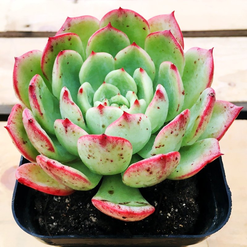 三文鱼多肉植物云南露养精品单头血庭院阳台花卉多肉植物