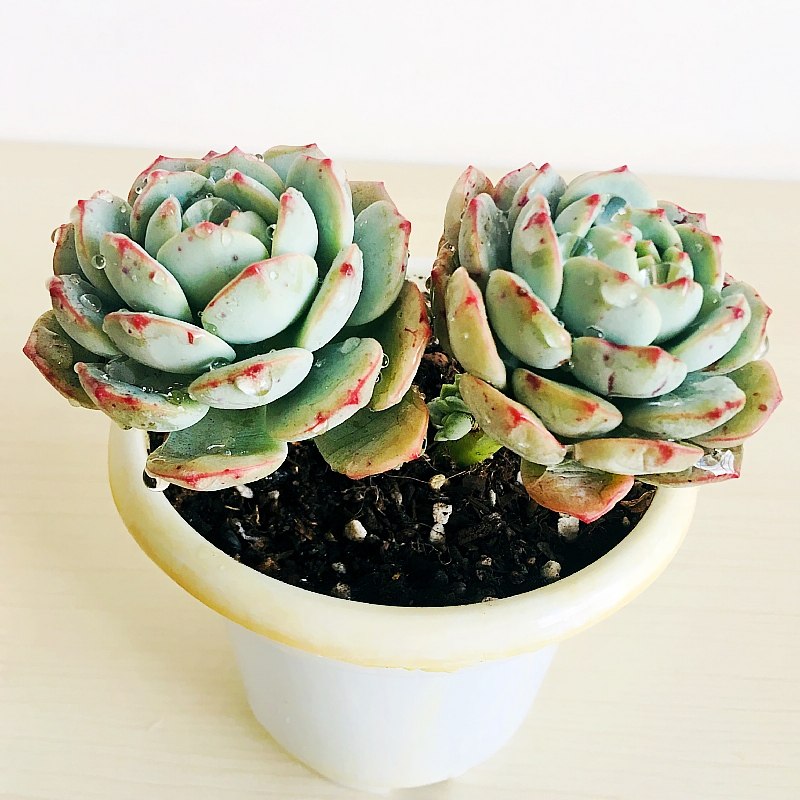 香草多肉植物群生萌肉稀有货露一物一拍室内多肉植物