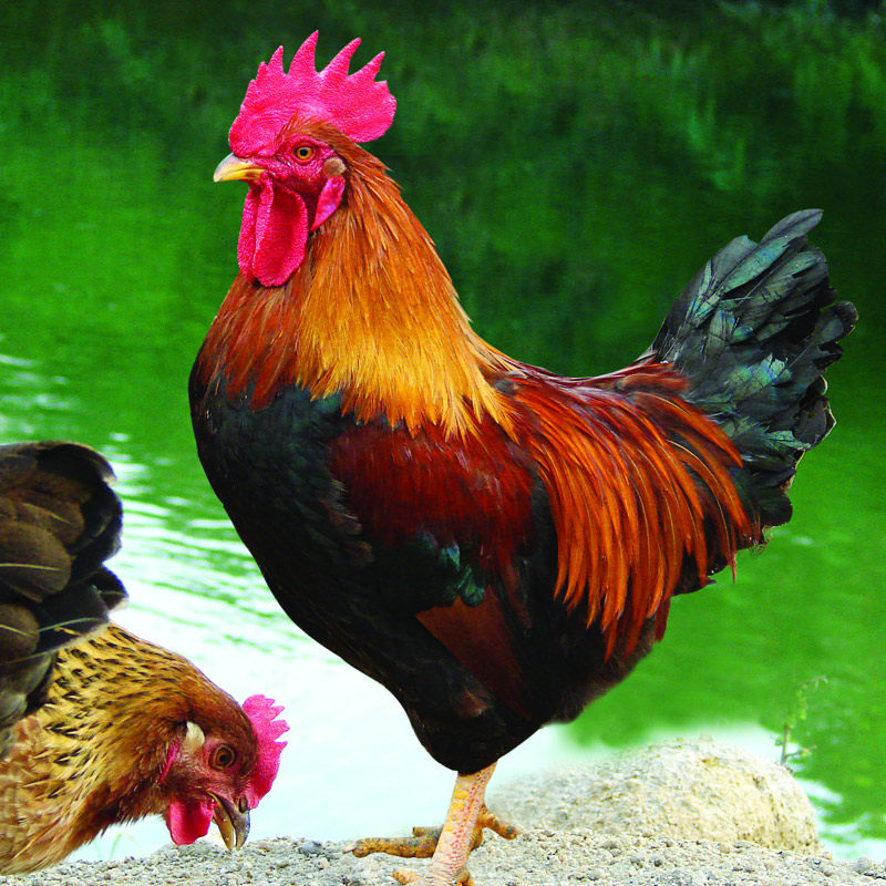 天农正宗清远大公鸡雄鸡农家放养土鸡新鲜鸡肉整鸡