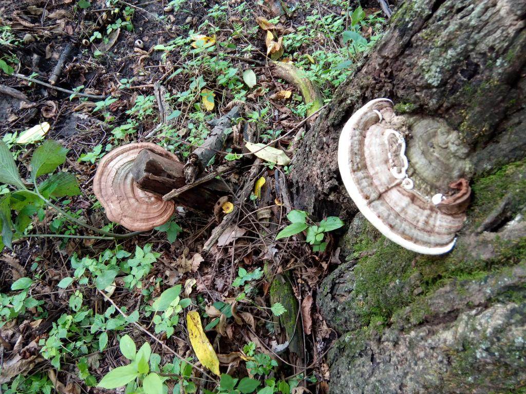 长白山野生平盖灵芝 树舌灵芝 灵芝野生 青芝 平盖灵芝 500克包邮