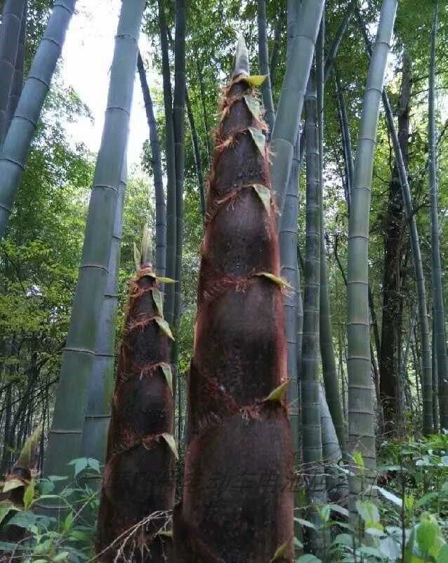 龙竹大型巨龙竹子楠竹竹笋苗巨竹苗毛竹苗竹绿植