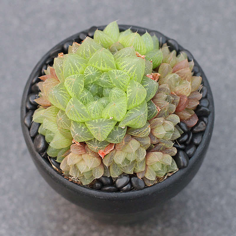 植物员外雪花玉露群生一物一拍精养状态十二多肉植物