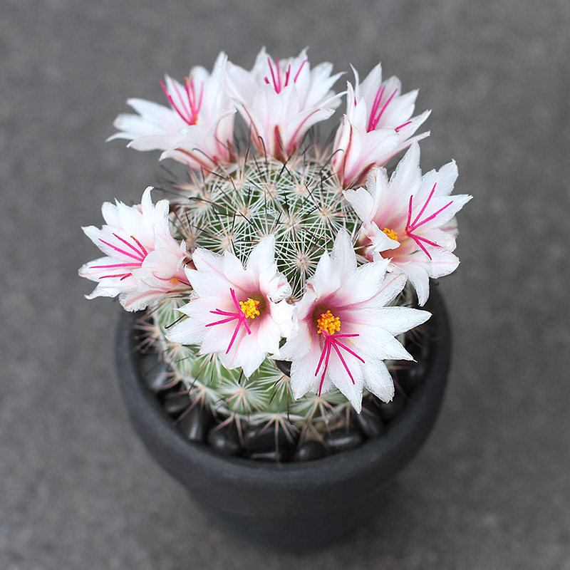 植物员外 白天丸实生仙人球 乳突球属开花美丽多肉植物组合盆栽