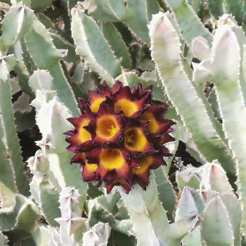 植物员外白角萝藦美丽水牛角多肉夏型种造景绿植多肉植物