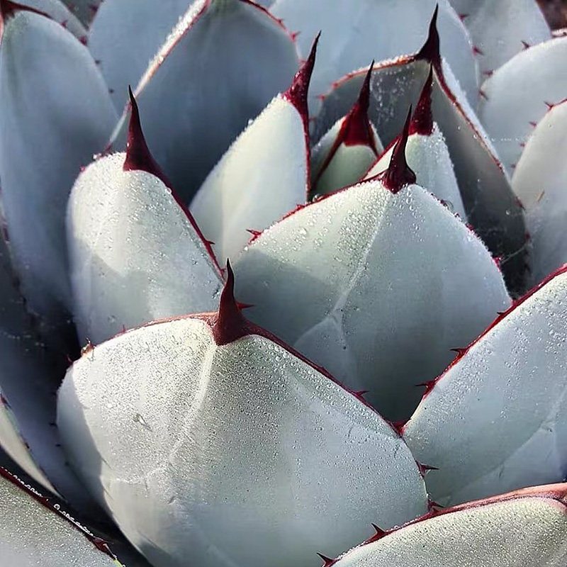 植物员外丸叶虚空一物一拍圆叶龙舌兰沙生多肉多肉植物