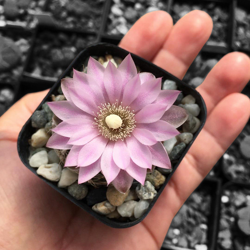 植物员外 樱花罗星丸 裸萼球属 易开花开群花仙人球 防辐射多肉
