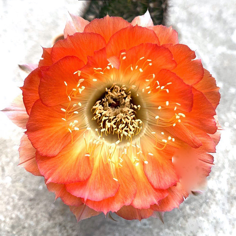 花色植物花球球多仙人花型仙大员外新花色ky1537多肉植物