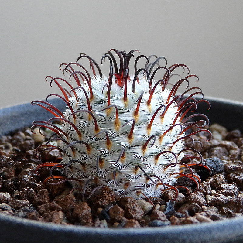 植物佩雷员外曲刺直刺一物一拍乳突多肉植物