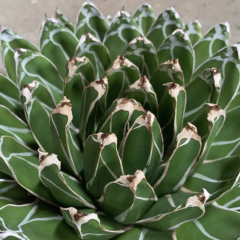 植物员外王妃笹之雪丸叶世之短叶辉山原始龙舌多肉植物