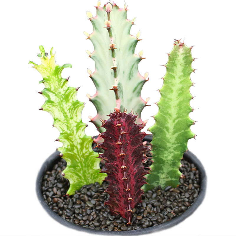 植物员外红龙龙骨大戟科多肉防辐射柱状仙人掌桌面多肉植物