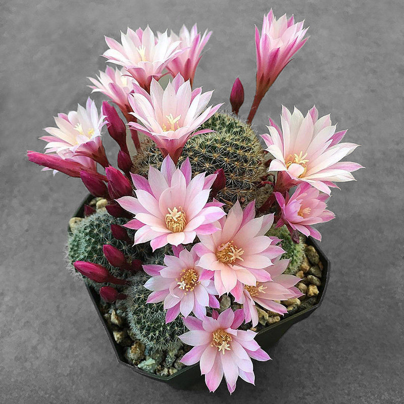 植物员外 粉蝶 金蝶 杏蝶 银蝶丸宝山仙人球多肉组合盆栽沟宝山属