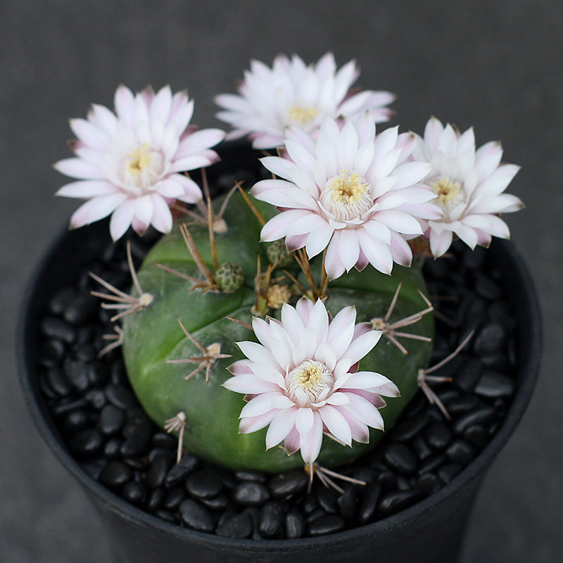 植物员外 勇将丸实生仙人球 开花仙人球裸萼球属多肉植物组合盆栽