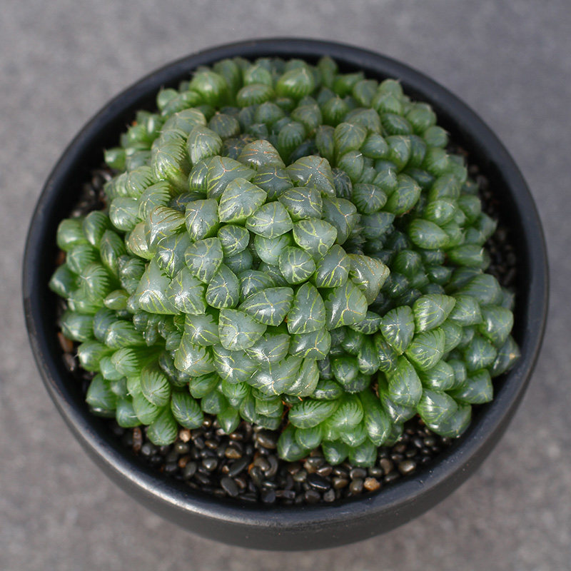 植物员外姬玉露大群群生一物一拍带盆土发多肉多肉植物