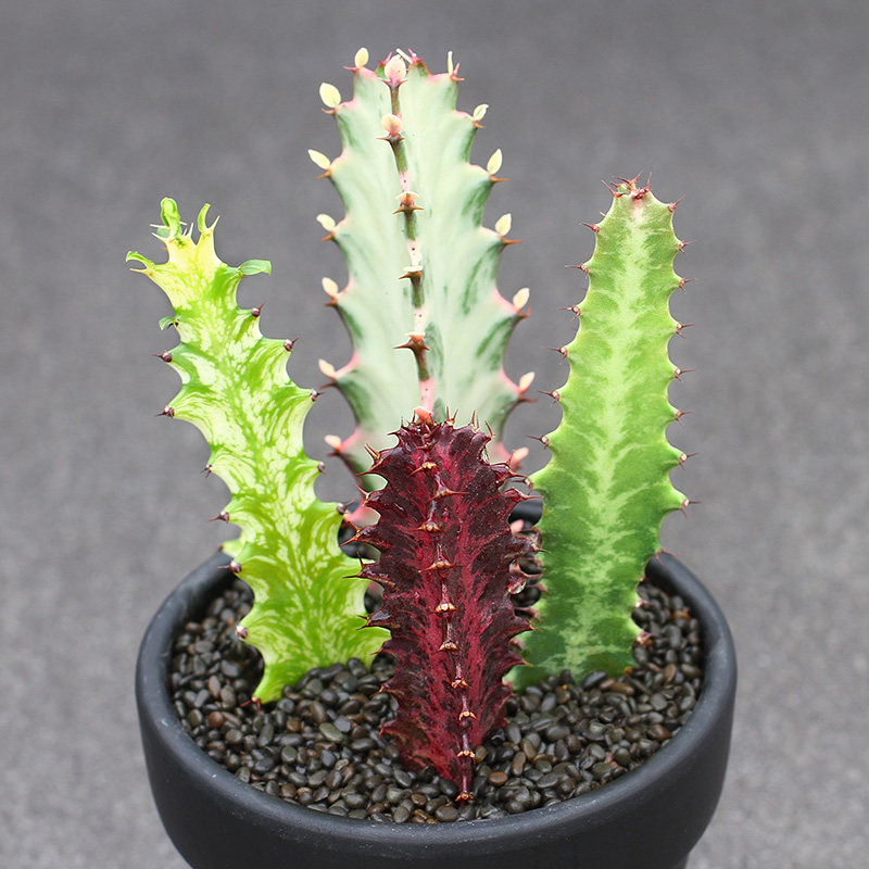 植物员外红龙龙骨大戟科多肉防辐射柱状仙人掌桌面多肉植物