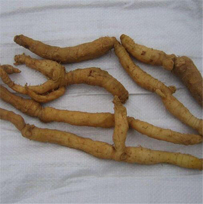 纯野生玉竹干品野生玉竹条玉参农家自晒精选500g包邮