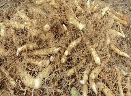 纯野生玉竹干品野生玉竹条玉参农家自晒精选500g包邮