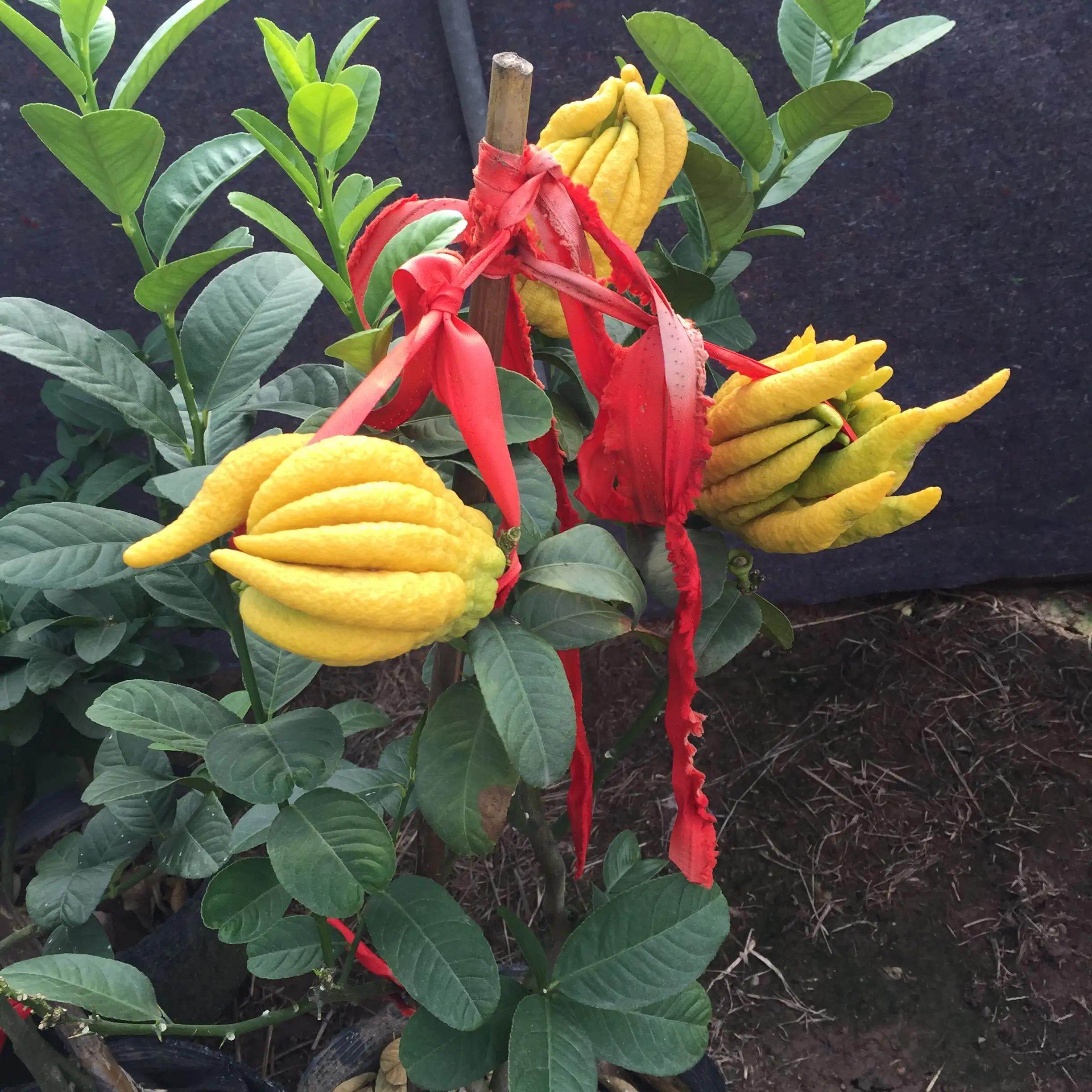 佛手金华室内外小果千指种果金大带果花苞盆栽果树