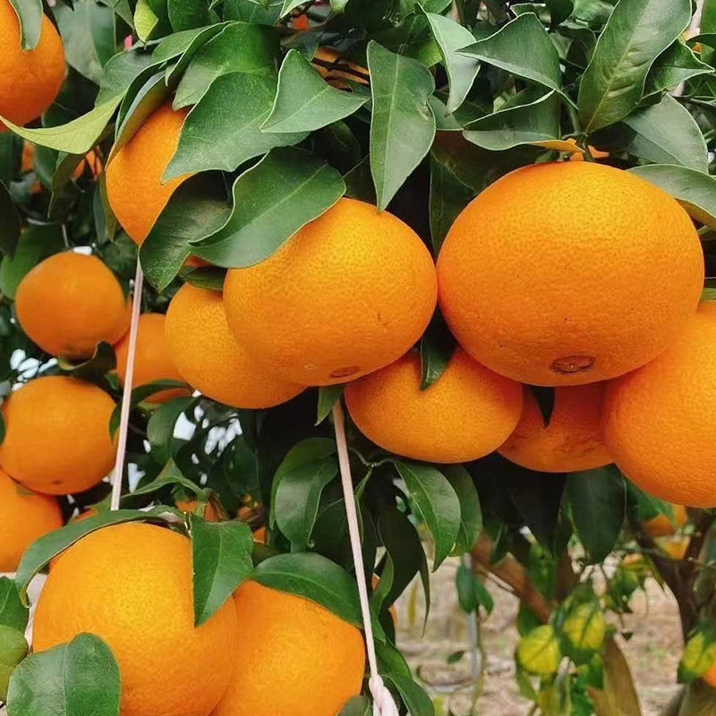 果园直发新鲜正宗象山红美人柑橘爱媛28号桔子大果6斤礼盒装