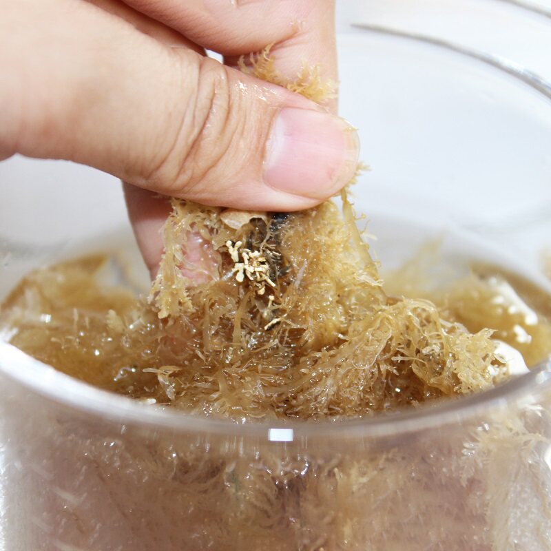 野生海石花洋菜膏洋菜糕岩衣胶凉菜糕石花菜石花膏100克