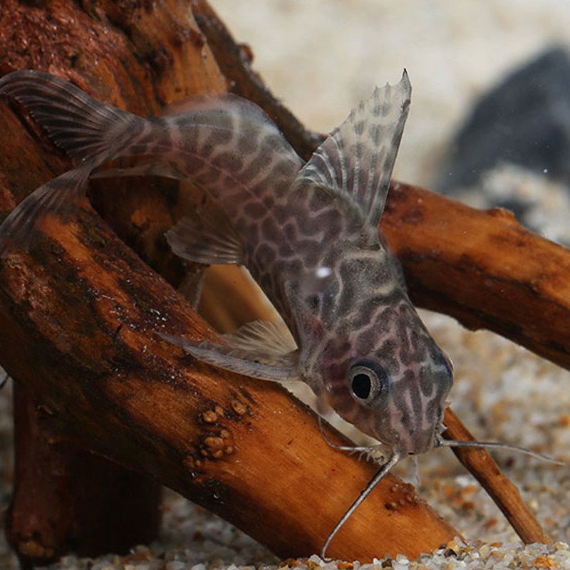 反游猫鱼清洁洁鱼鱼缸清道夫可以吃缸底残渣热带鱼