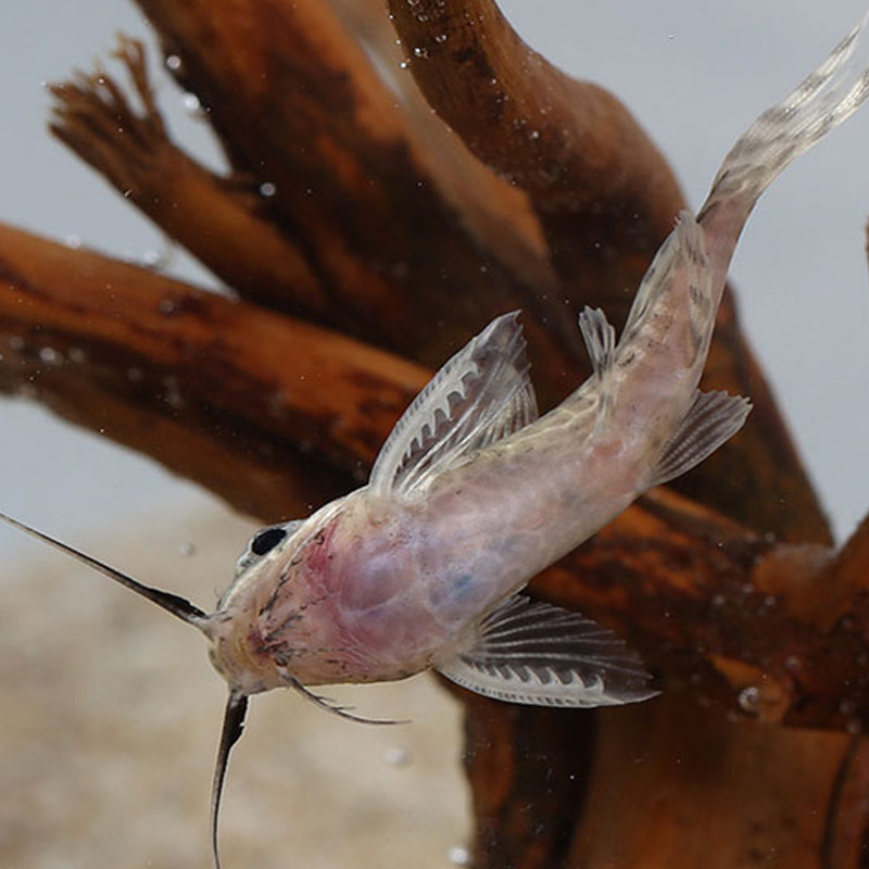 反游猫鱼清洁洁鱼鱼缸清道夫可以吃缸底残渣热带鱼