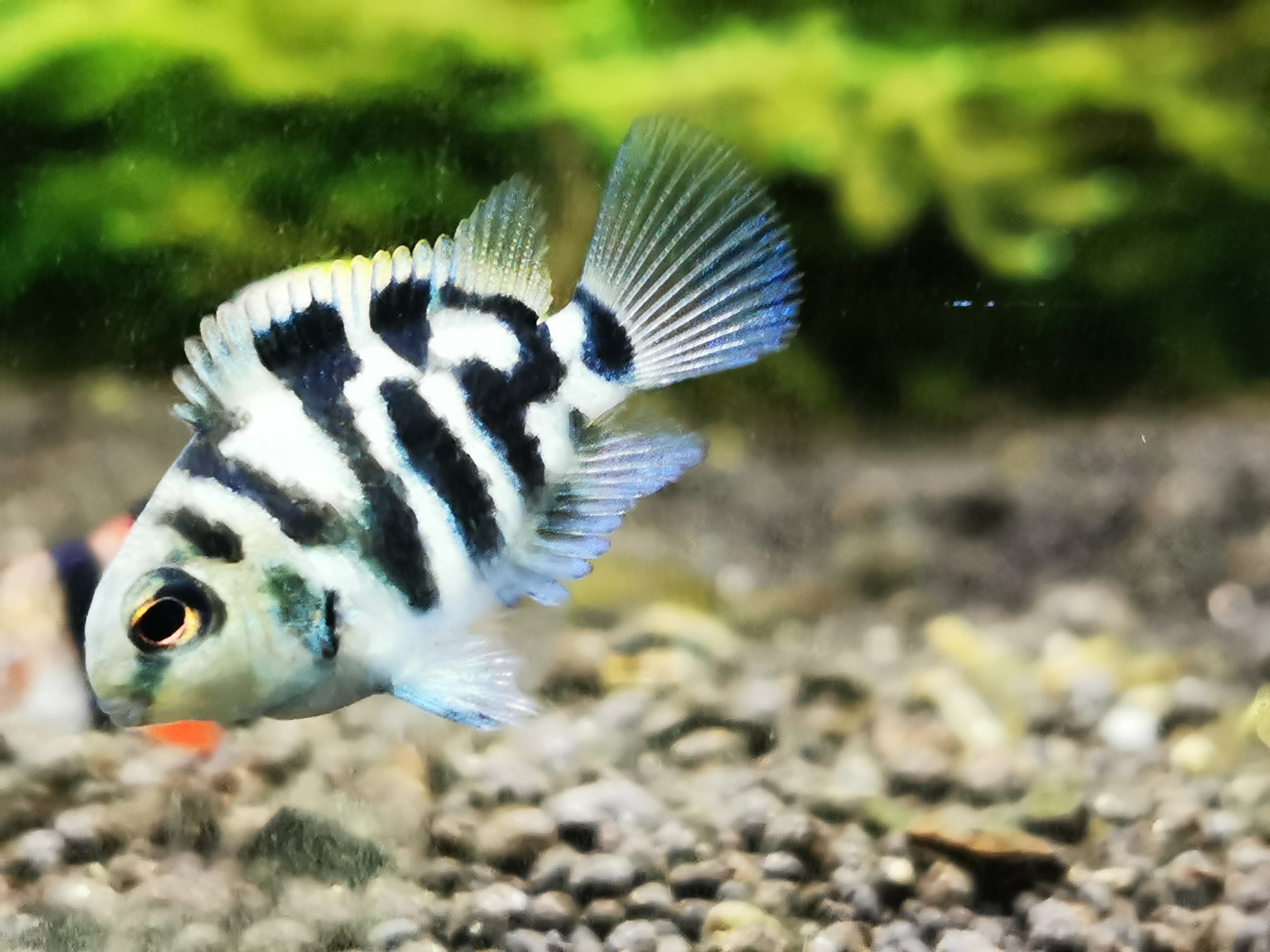 鹦鹉鱼迷你宝蓝白金淡水小型热带观赏鱼活体包活鱼