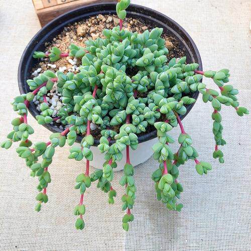 碧玉莲多肉植物窗台办公桌防辐射净化空气美观绿植盆栽多肉植物