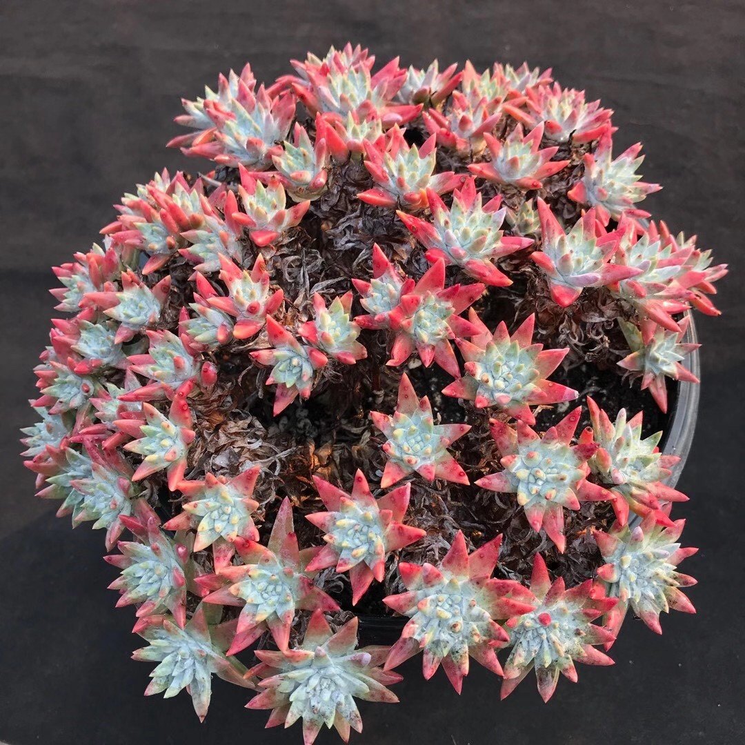 多肉植物仙女杯属白菊单头多头老桩一物一拍多肉植物