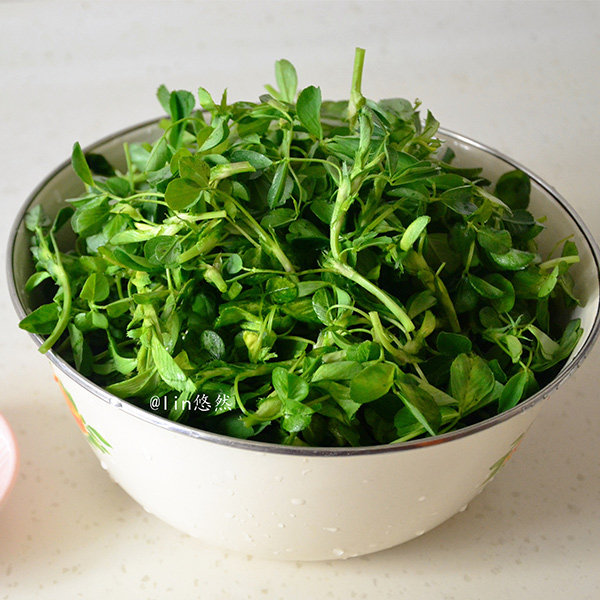 苜蓿野生食用陕西秦岭头茬草头芽现采现发蔬菜其它