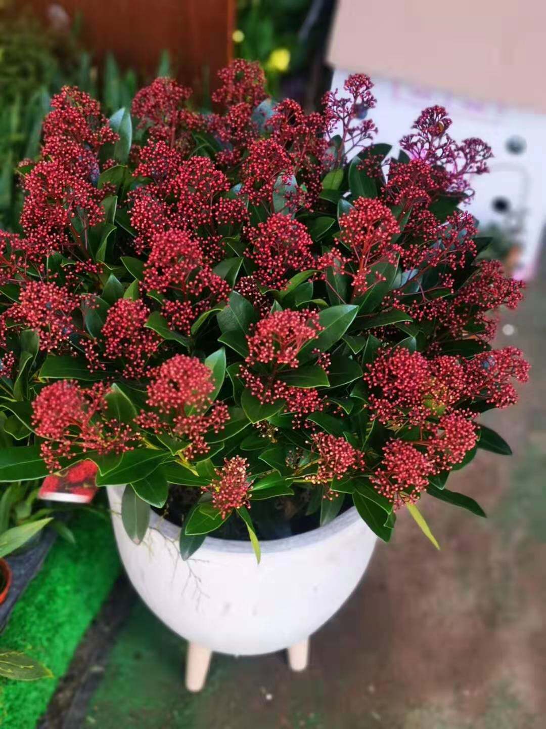 荷兰进口红玉盆栽紫玉珊瑚高档年宵花卉多年生花卉