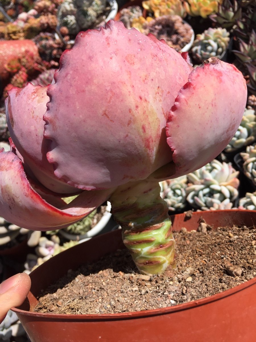 蓝色妖姬又叫法国皇后老桩多肉植物包菜三仙之一脱土发货云南