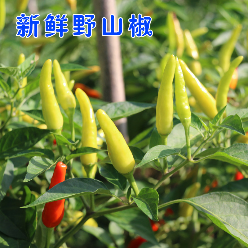 辣椒四川新鲜野山椒超辣泡朝天椒白小米椒特辣辣椒