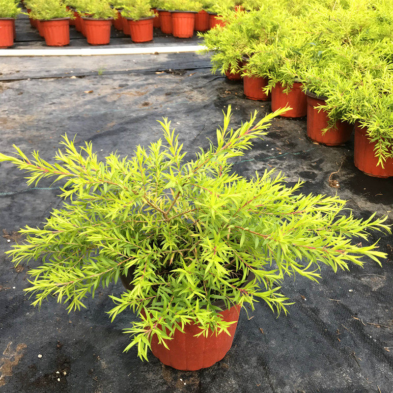 黄金香耐寒观四季多年生清香木植物叶植物阳台耐热室外绿植